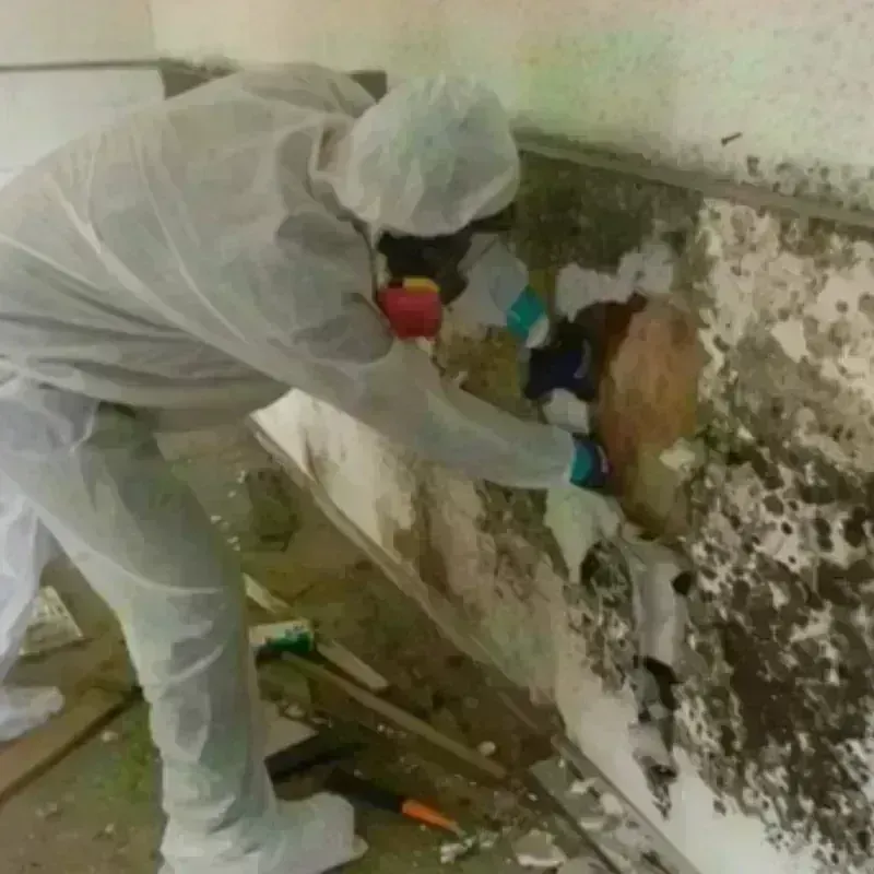 Mold Remediation and Removal in Fort Washington, PA